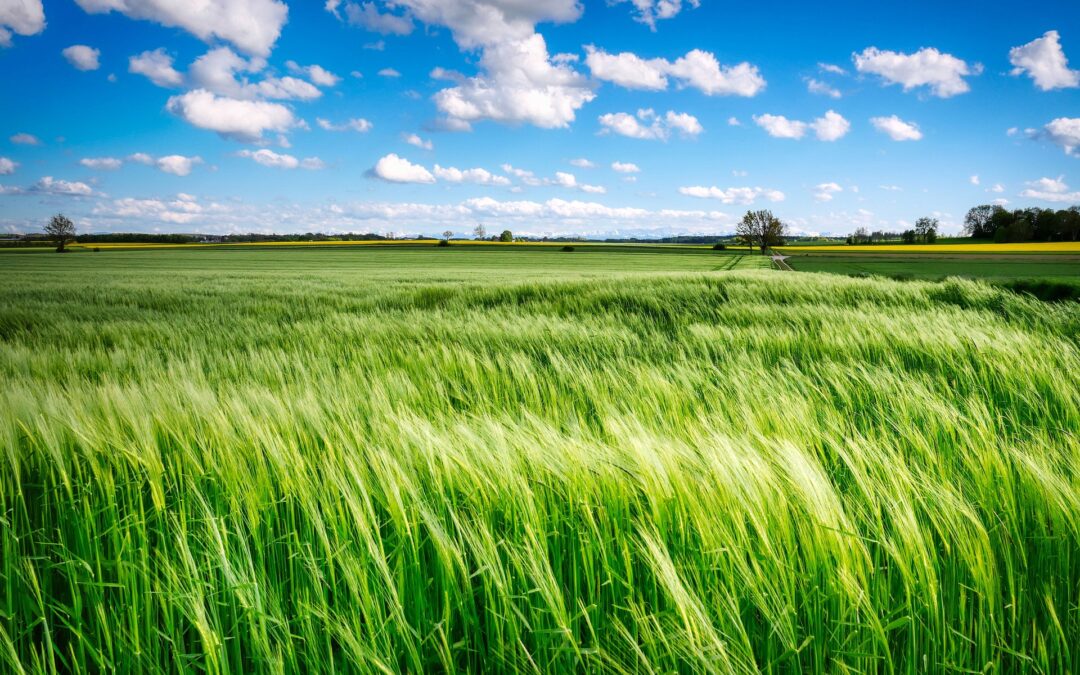 Klimaforandringer og næringsstofmangel: Den oversete sammenhæng i moderne landbrug