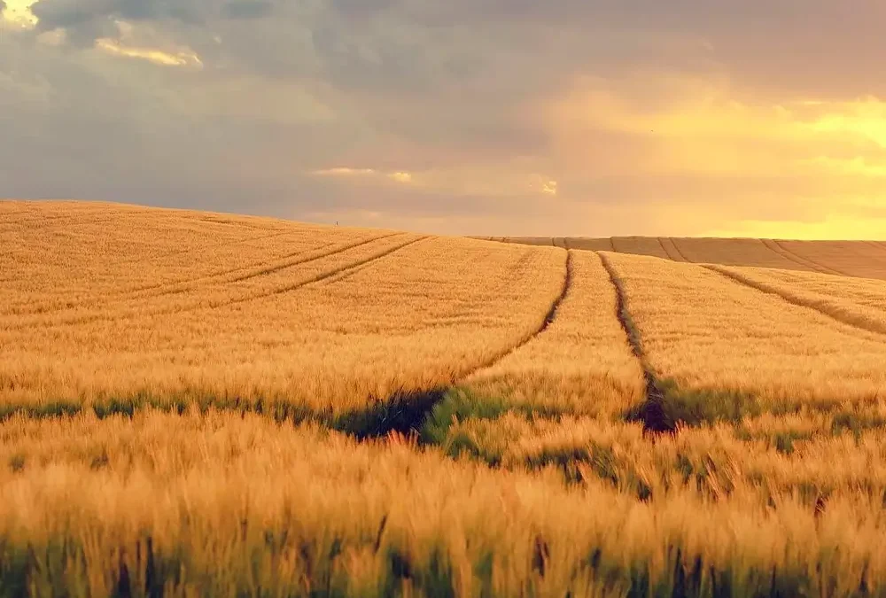 Boost dine afgrøder under tørke: Optimer mikronæringsstoftilførslen i foråret 2025