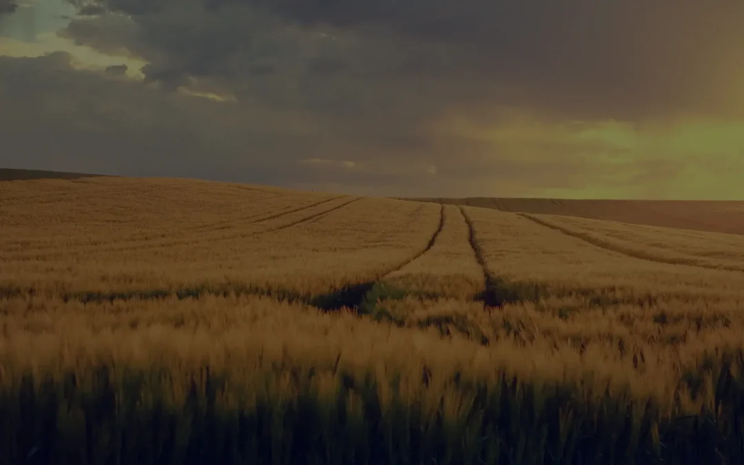 Klimaresiliens i landbruget: Styrk dine afgrøder mod klimaforandringer