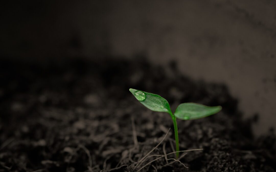 Planterne er ikke “klar” – de er i gang med at komme sig