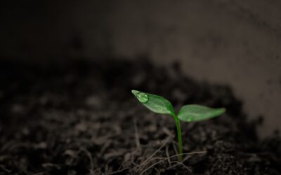 Planterne er ikke “klar” – de er i gang med at komme sig