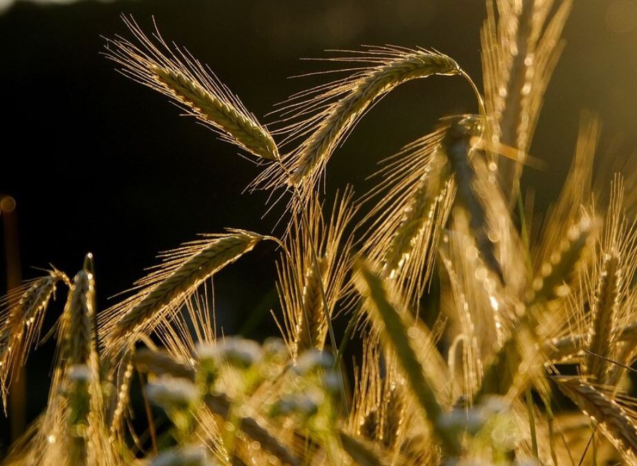 Hvordan ved du, om dine planter mangler mikronæring?