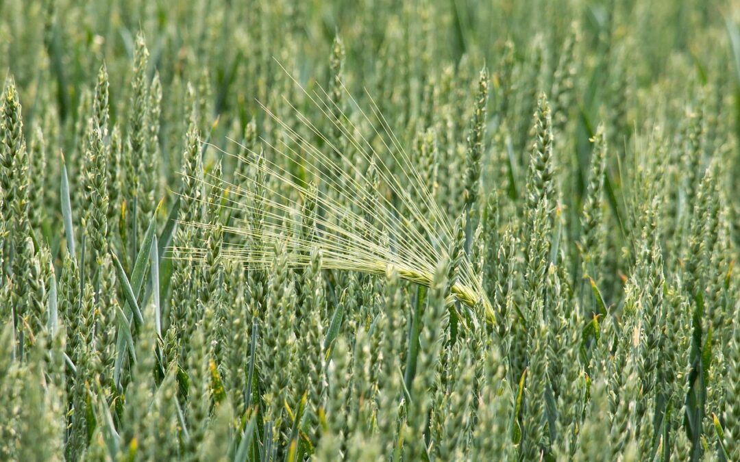 Ammoniumsulfat – Effektiv kvælstof- og svovlforsyning til landbruget