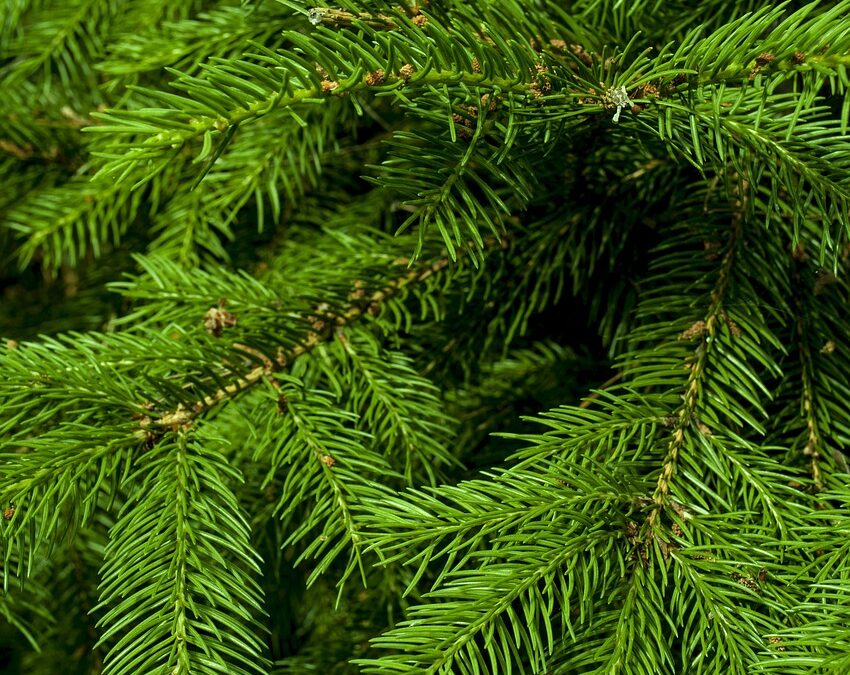 🎄 Bedre juletræer med flydende mikronæringsstoffer – sådan løfter du kvaliteten