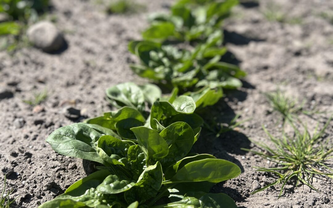 Bor – Nøglen til sund afgrødevækst