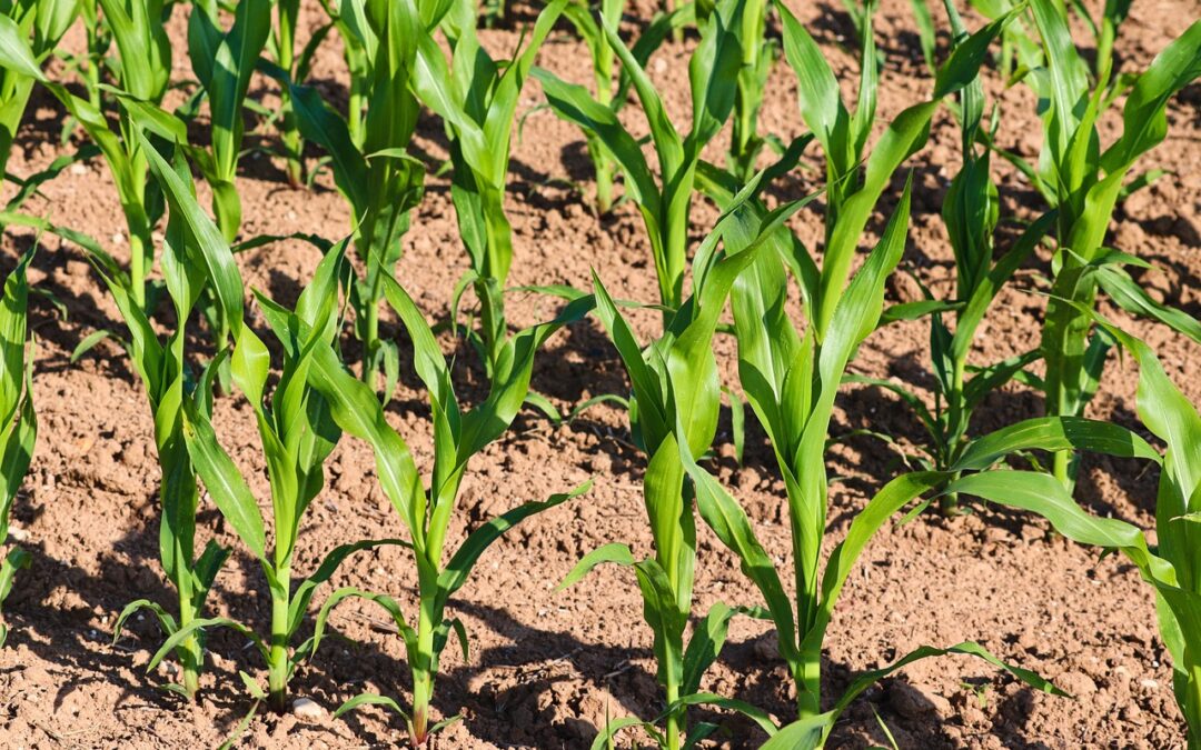 Fosfor – mere end bare gødning i rækkerne