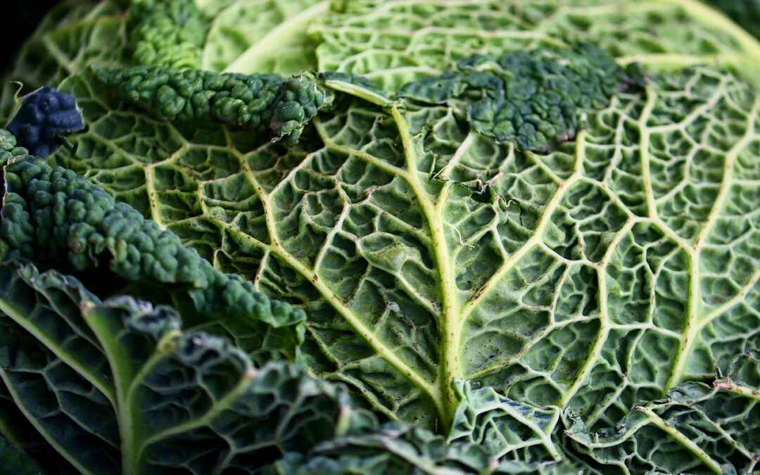 Tip burn i markafgrøder