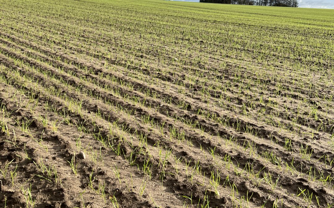 Timing slår mængde – derfor virker tidlig bladgødskning