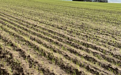 Timing slår mængde – derfor virker tidlig bladgødskning