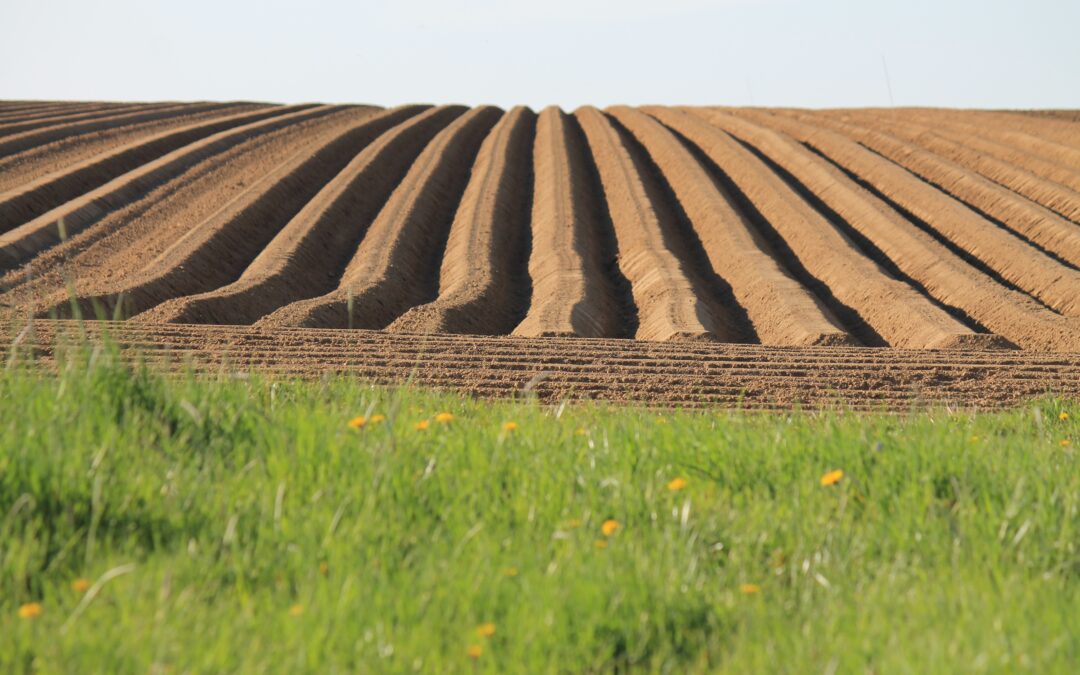 Kartoffelstart – hvad afgør om din mark kommer rigtigt i gang?