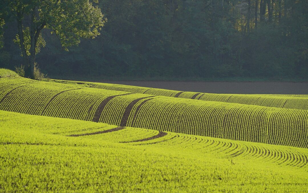 Ujævn vækst i marken – hvorfor opstår hullerne?