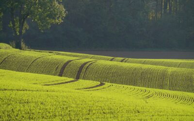 Ujævn vækst i marken – hvorfor opstår hullerne?
