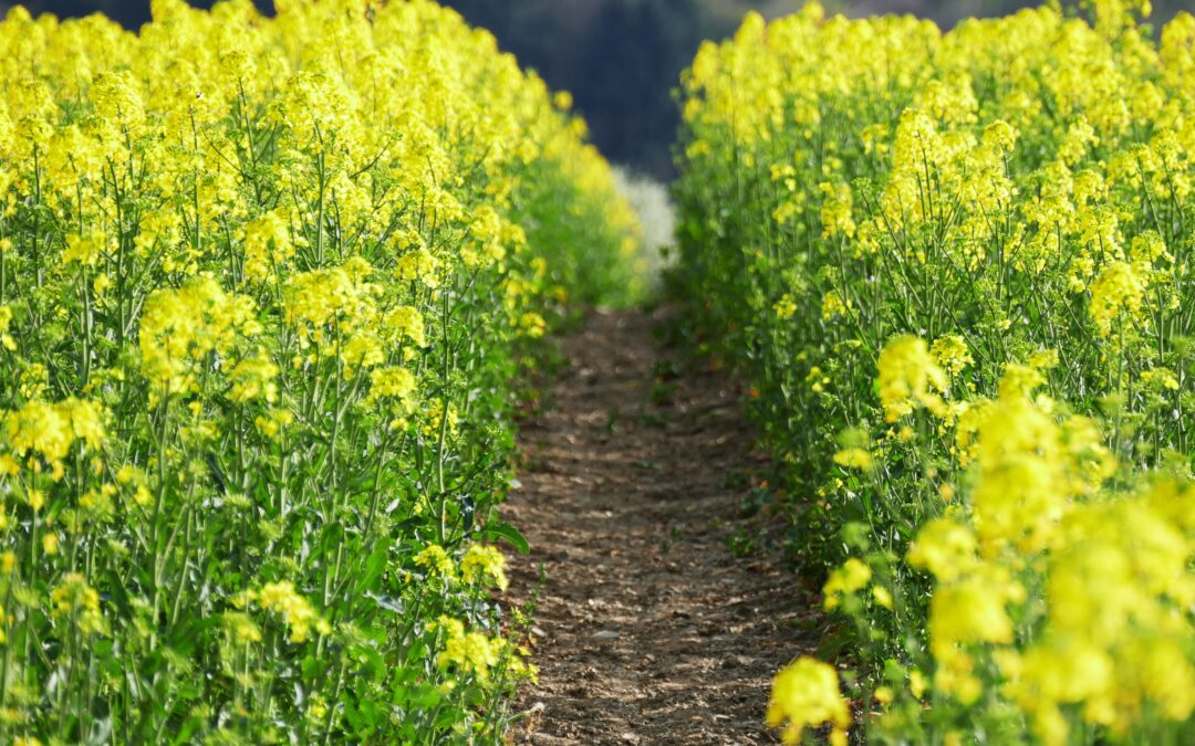 Mangan og bor til raps